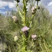 Wright's Marsh Thistle - Photo (c) Martin Purdy, some rights reserved (CC BY), uploaded by Martin Purdy