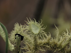 Usnea scabrida