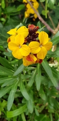 Erysimum × cheiri