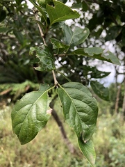 Afrocanthium mundianum