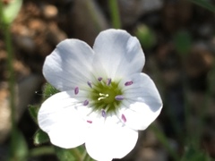 Arenaria hispanica