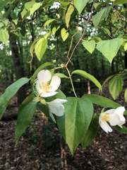 Philadelphus coronarius
