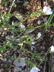 Arenaria hispanica