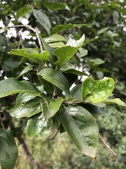 Afrocanthium mundianum
