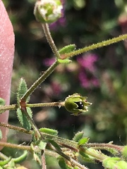 Arenaria hispanica