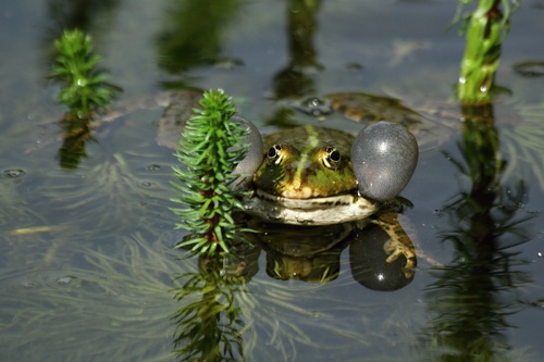 Marsh Frog, photo 5 of 7