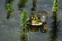 Marsh Frog photo 5