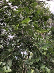 Afrocanthium mundianum