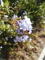 Plumbago auriculata