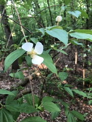 Philadelphus coronarius