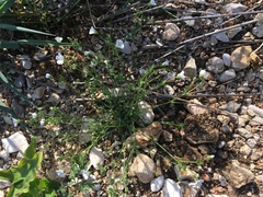 Arenaria hispanica