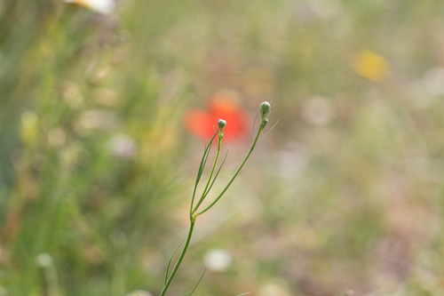Nigella nigellastrum (Nigella nigellastrum)