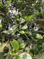 Afrocanthium mundianum