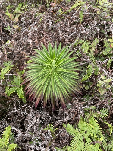 Lobelia wahiawa