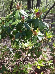 Rhododendron catawbiense