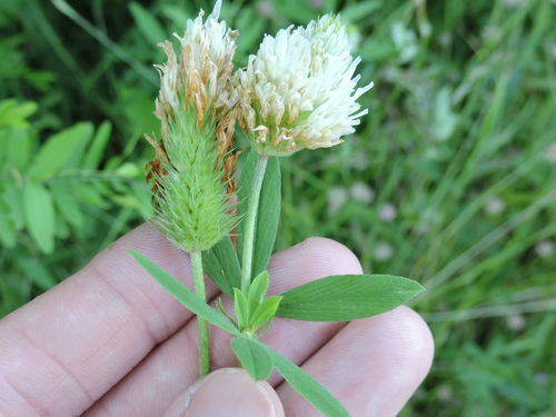 Egyptian clover (Trifolium alexandrinum)