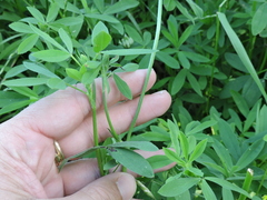Trifolium alexandrinum