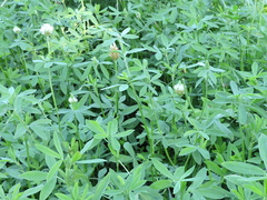 Trifolium alexandrinum