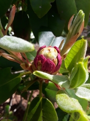 Rhododendron catawbiense