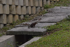 Tupaia glis