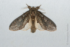 Peridea anceps