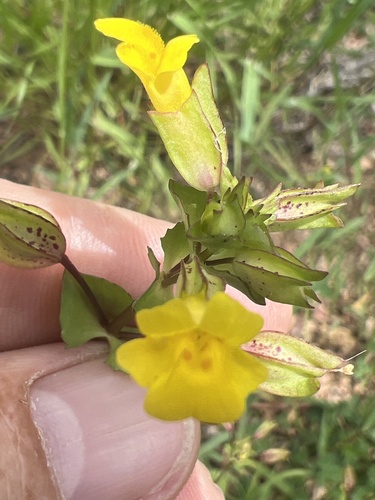 Erythranthe inamoena (Erythranthe inamoena)