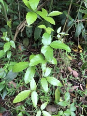 Tetrastigma hemsleyanum