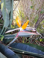 Strelitzia reginae reginae