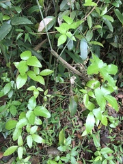 Tetrastigma hemsleyanum