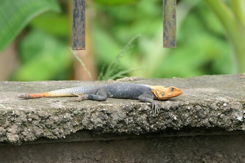Peters's Rock Agama
