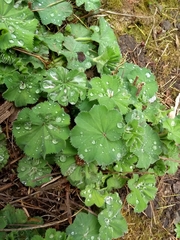 Alchemilla mollis