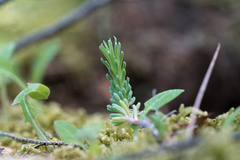 Petrosedum tenuifolium