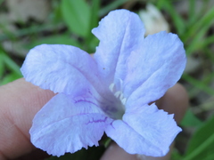 Ruellia pedunculata