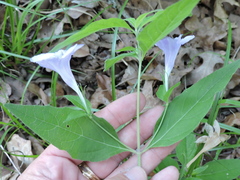 Ruellia pedunculata