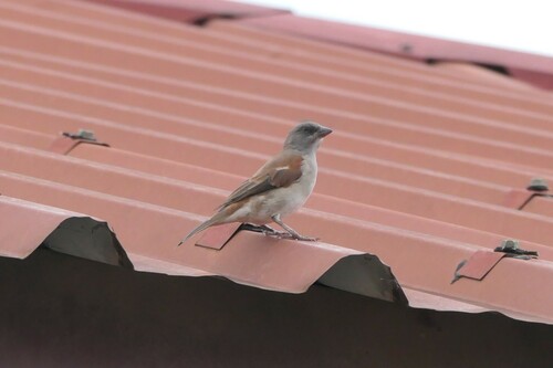 Northern Grey-headed Sparrow