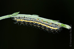 Heterogynis penella