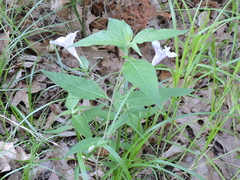 Ruellia pedunculata