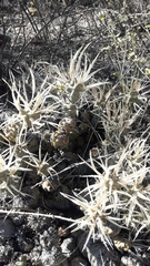 Tephrocactus articulatus