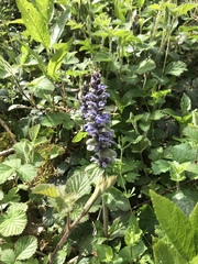 Ajuga reptans