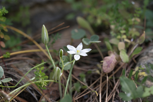 Ornithogalum collinum, photograph 1