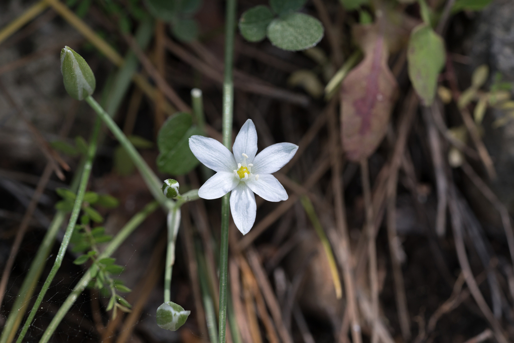 Ornithogalum collinum; photograph (c) Eleftherios Katsillis, some rights reserved (CC BY)