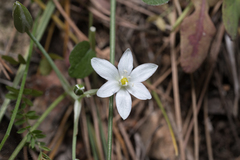 (c) Eleftherios Katsillis, some rights reserved (CC BY) Ornithogalum collinum, photograph (c) Eleftherios Katsillis, some rights reserved (CC BY)
