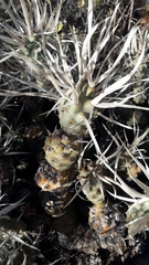 Tephrocactus articulatus