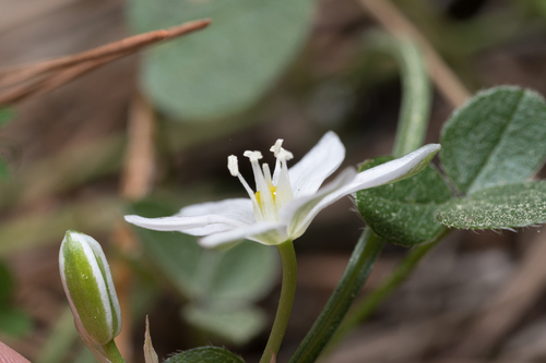 Ornithogalum collinum, photograph 3