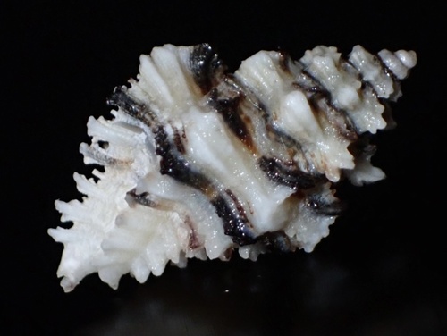 Murexiella vittata, 2024-04-10