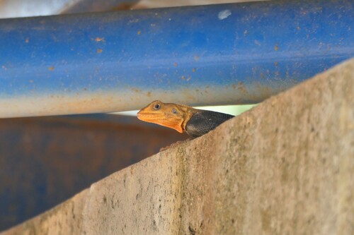 Peters's Rock Agama