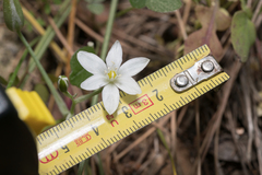 Ornithogalum collinum, photograph (c) Eleftherios Katsillis, some rights reserved (CC BY)