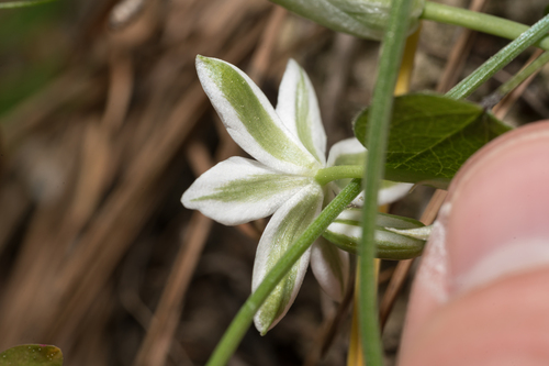 Ornithogalum collinum, photograph 5