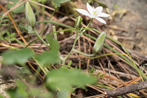 Ornithogalum collinum, photograph 4