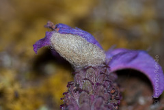 Heterogynis penella
